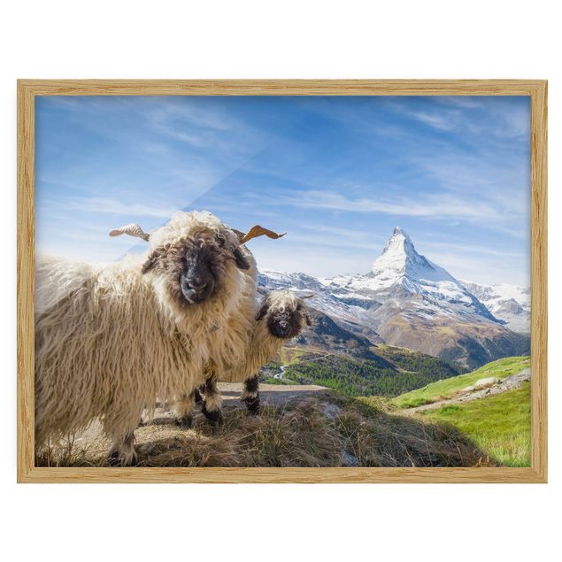 Ingelijste posters Blacknose Sheep Of Zermatt