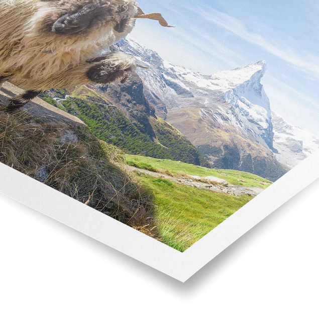 Posters Blacknose Sheep Of Zermatt