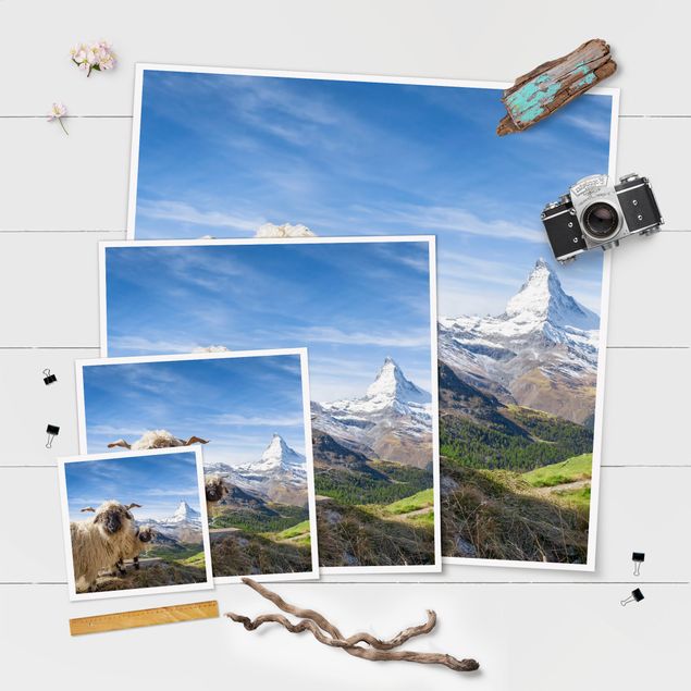 Posters Blacknose Sheep Of Zermatt
