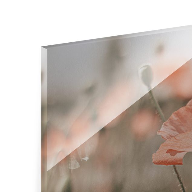 Glasschilderijen Sun-Kissed Poppy Fields