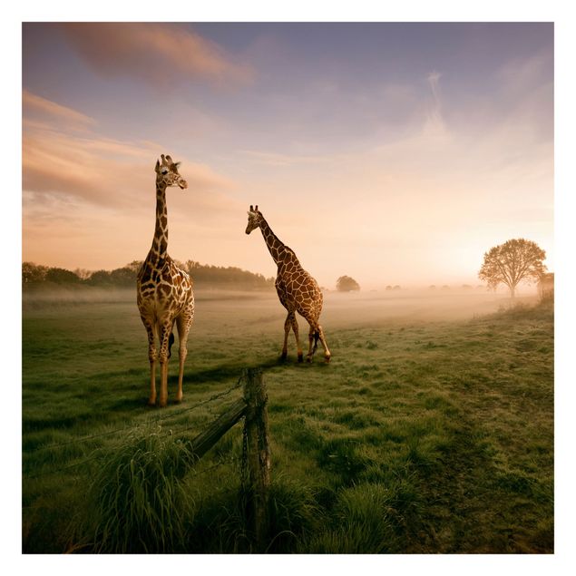 Fotobehang Surreal Giraffes