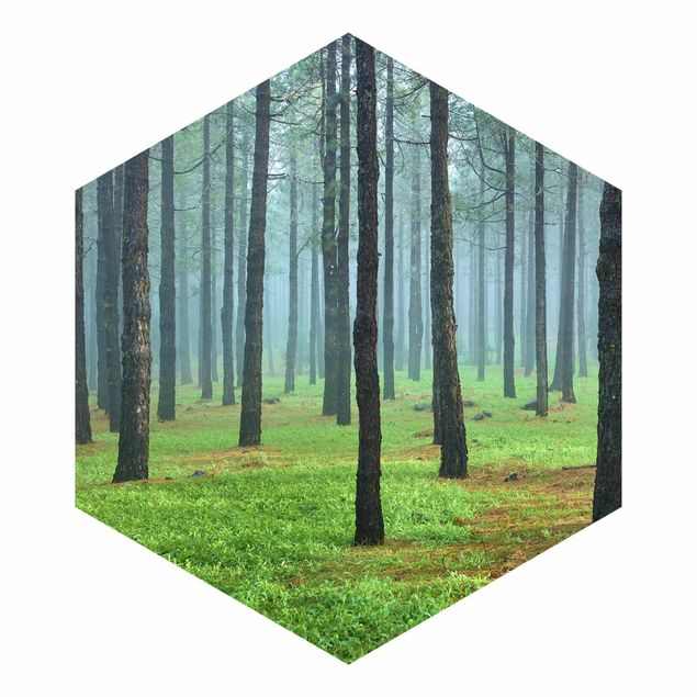 Hexagon Behang Deep Forest With Pine Trees On La Palma