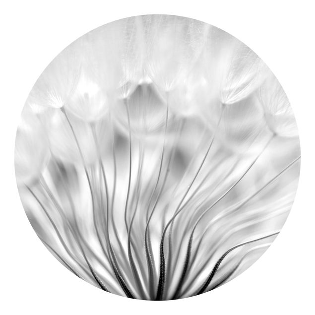 Behangcirkel Beautiful Dandelion Black And White