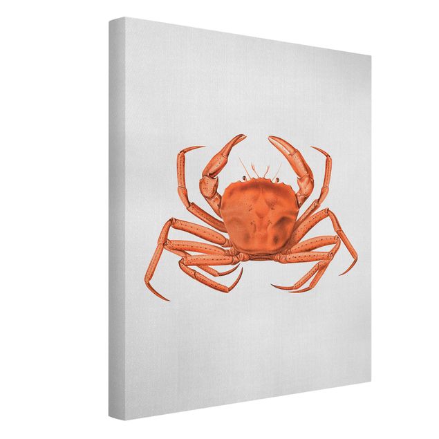 Leinwandbild - Vintage Illustration Rote Krabbe - Hochformat 3:4