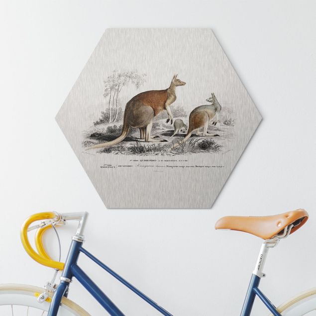 Hexagons Aluminium Dibond schilderijen - Vintage Teaching Illustration Kangaroo