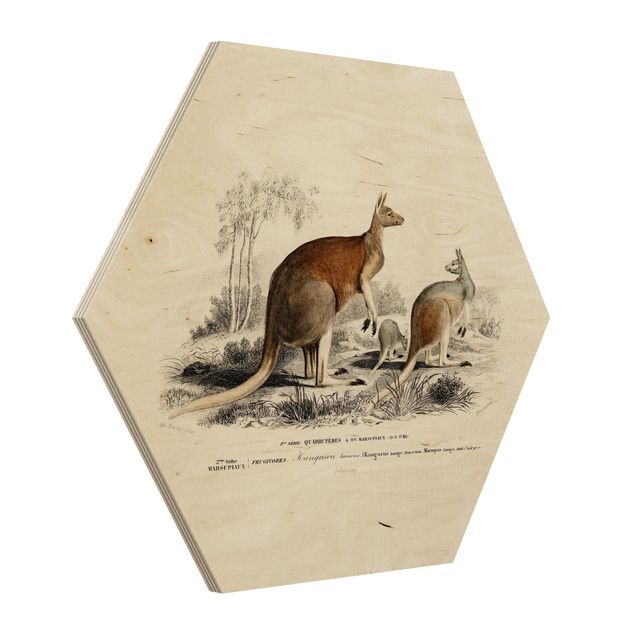 Hexagons houten schilderijen - Vintage Teaching Illustration Kangaroo