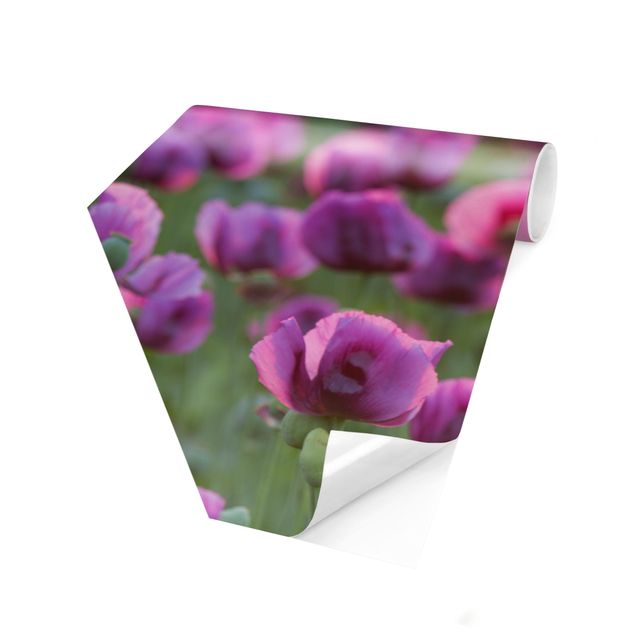 Hexagon Behang Purple Poppy Flower Meadow In Spring