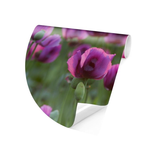 Behangcirkel Purple Poppy Flower Meadow In Spring