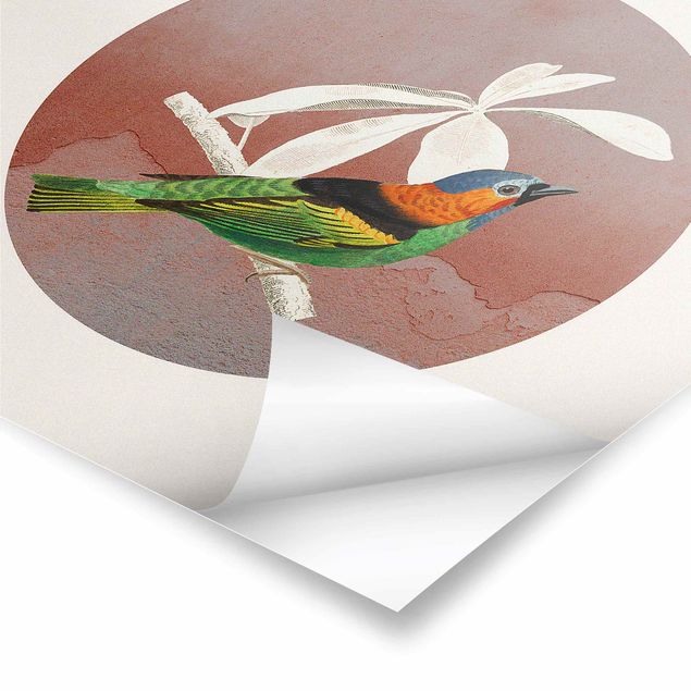 Posters Bird Collage In A Circle ll