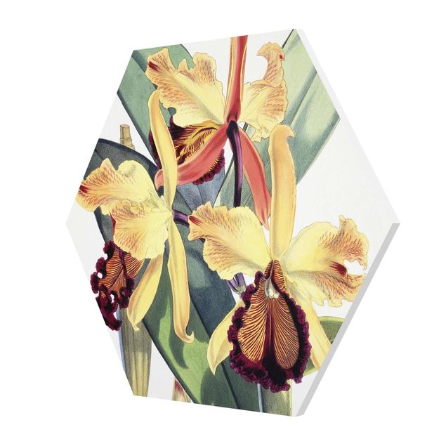 Hexagons Forex schilderijen - Walter Hood Fitch - Orchid