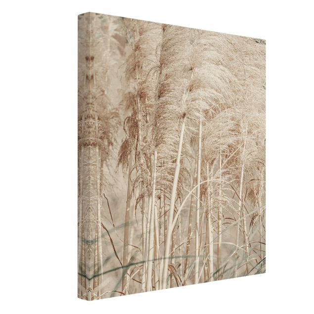 Canvas schilderijen - Goud Warm Pampas Grass In Summer