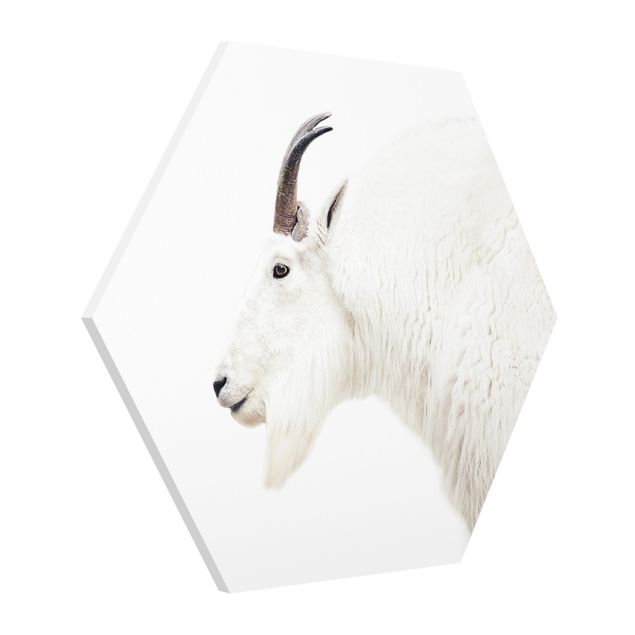 Hexagons Forex schilderijen White Mountain Goat