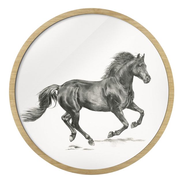 Rond schilderijen Studio di cavallo selvaggio - Stallone