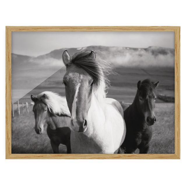 Ingelijste posters Wild Horses Black And White