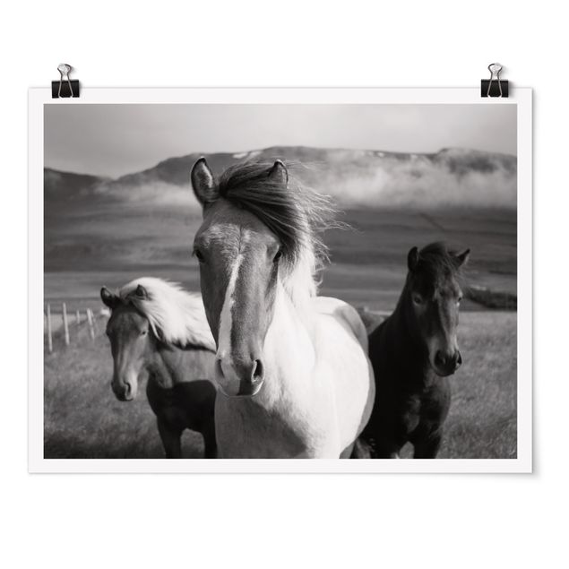 Posters Wild Horses Black And White