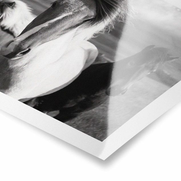 Posters Wild Horses Black And White