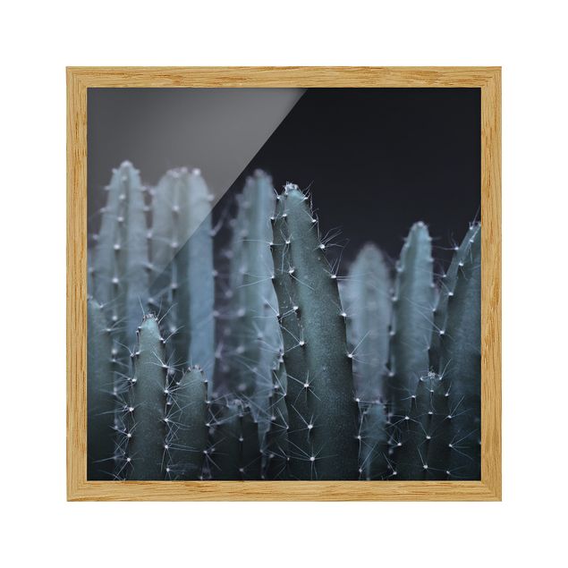 Ingelijste posters Desert Cactus At Night