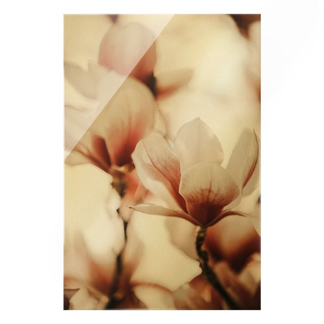 Glasschilderijen Delicate Magnolia Flowers In An Interplay Of Light And Shadows