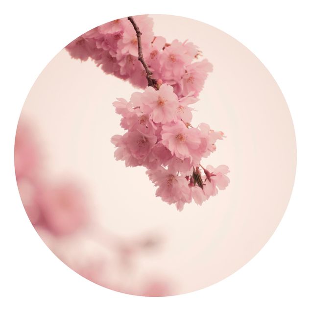 Behangcirkel Pale Pink Spring Flower With Bokeh