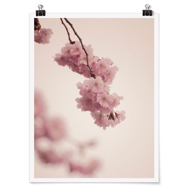 Posters Pale Pink Spring Flower With Bokeh