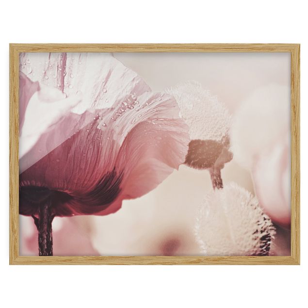 Ingelijste posters Pale Pink Poppy Flower With Water Drops