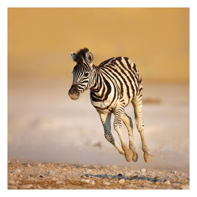 Fotobehang Zebra Foal