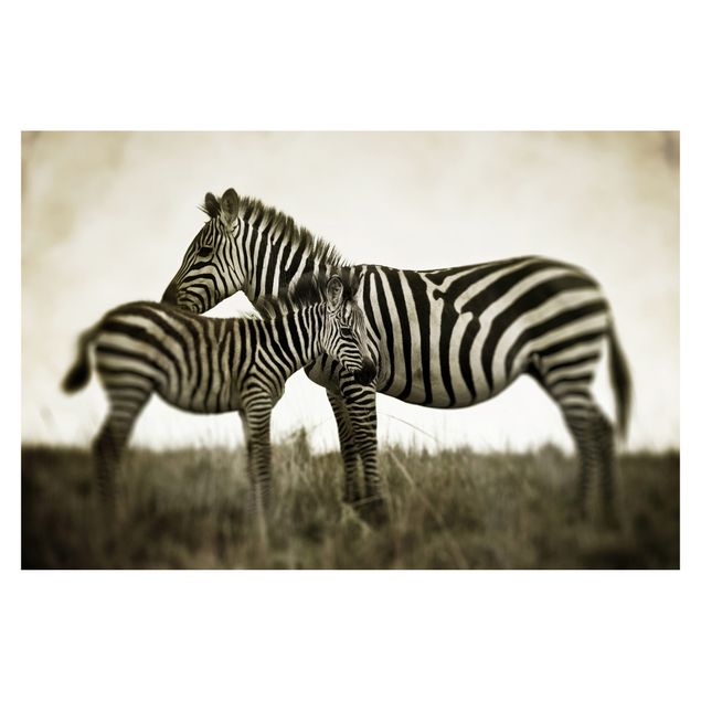Fotobehang Zebra Couple