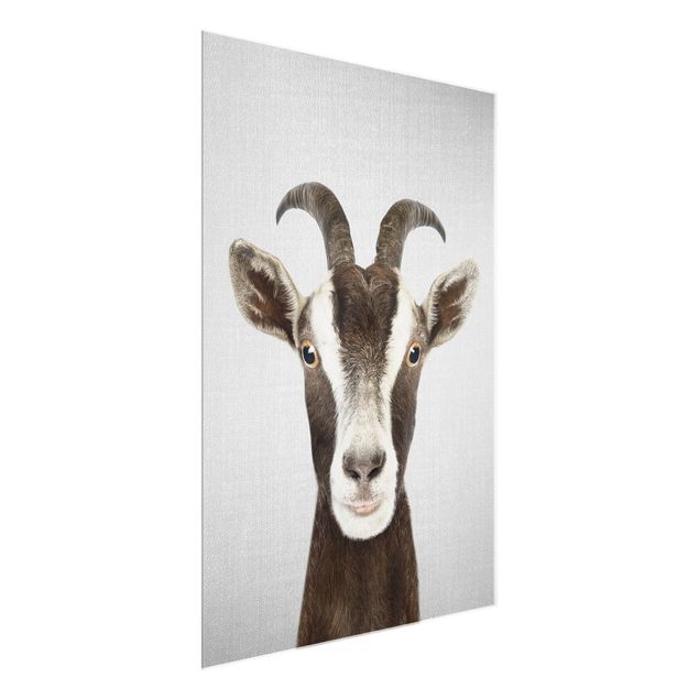 Glasschilderijen - Goat Zora